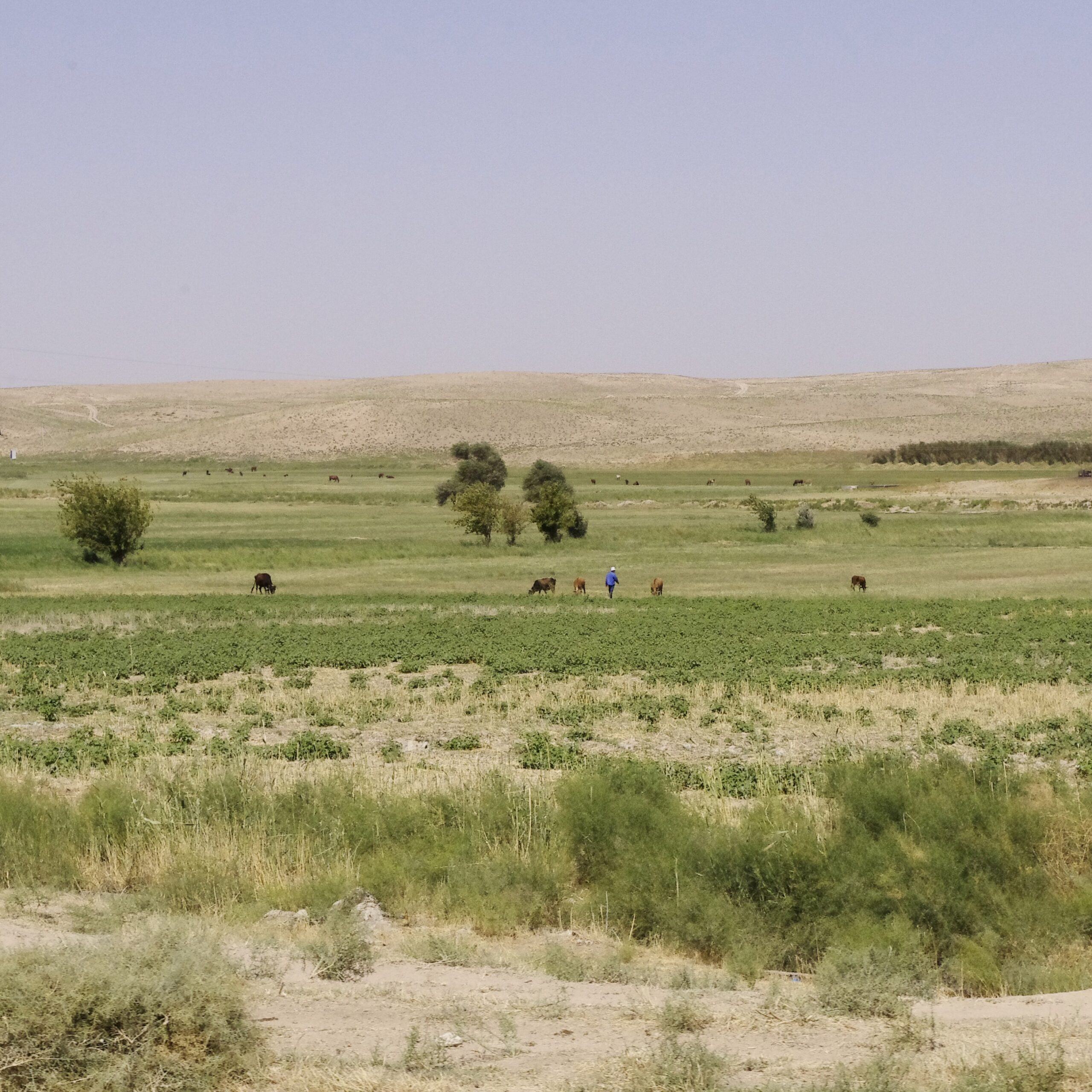 Uzbekistan_landscape_cropped copy